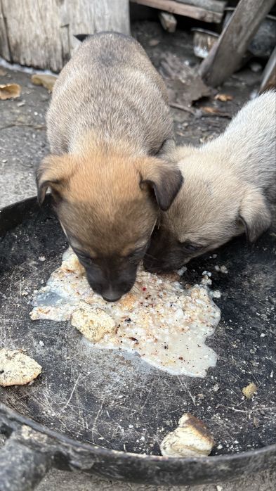 Отдам Щенят в хорошие руки!