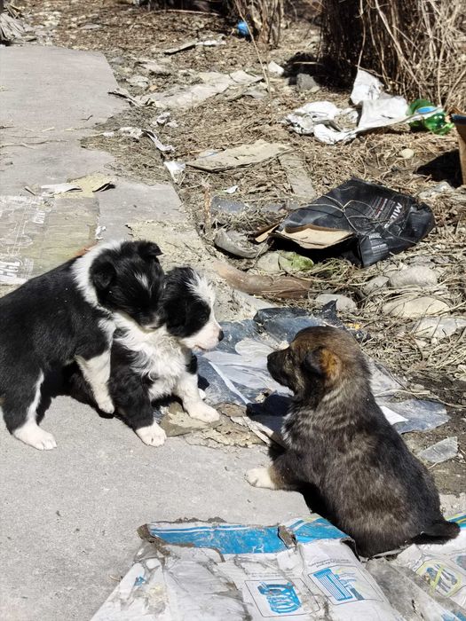 Щенки отдам срочно