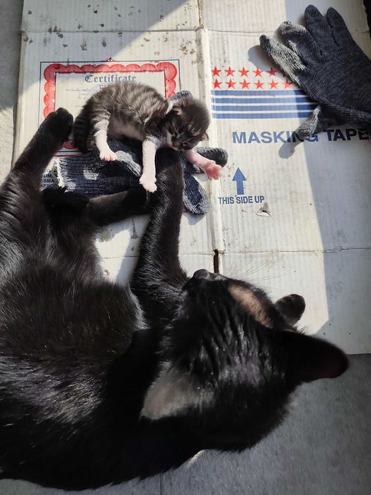 Мама Кошка в добрые руки