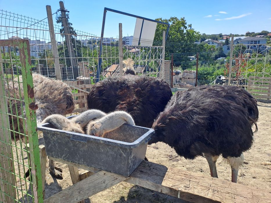 Vand 3 struți - 2 masculi și o femelă ouătoare