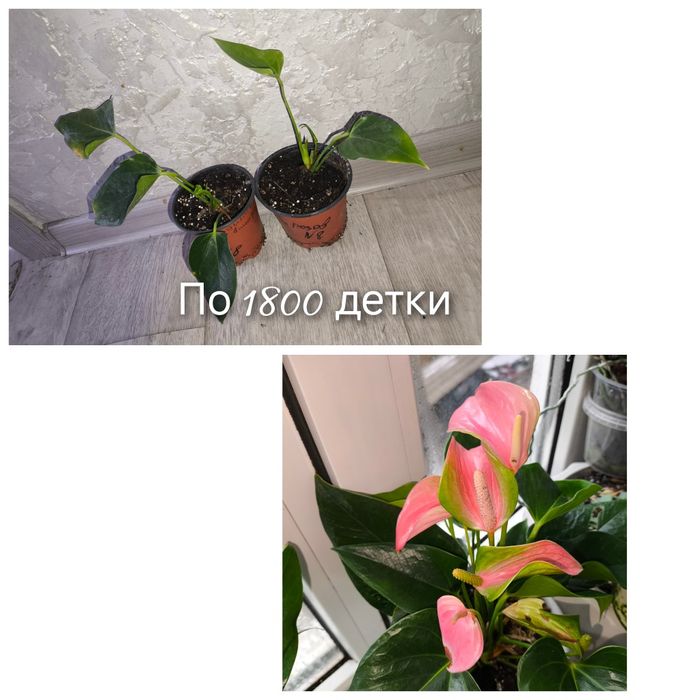 Мужское счастье антуриум