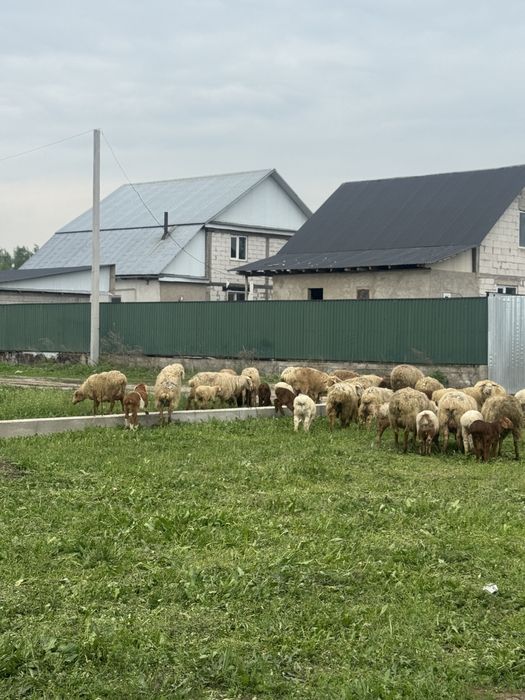 Қозылы қой сатылады