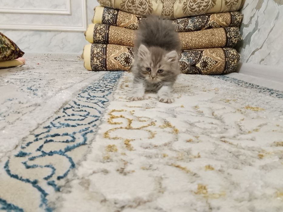 Toza zotli shinshila arzon etb beraman