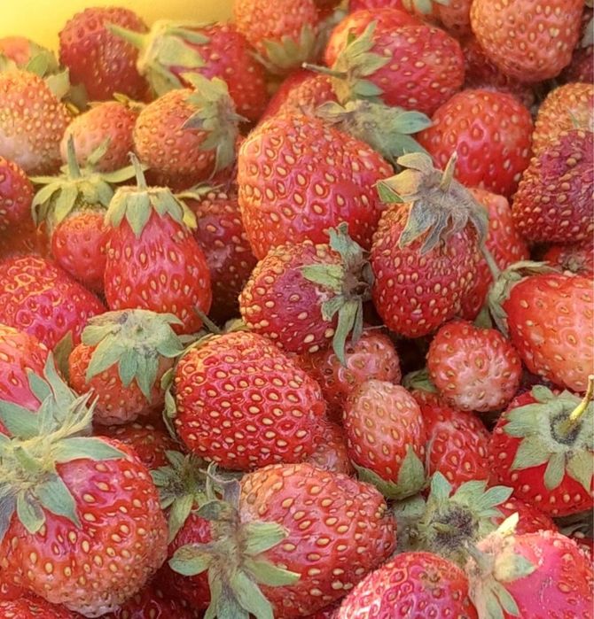 Срочно Продам дачу в с/о «Гудок», 4,3 сотки.