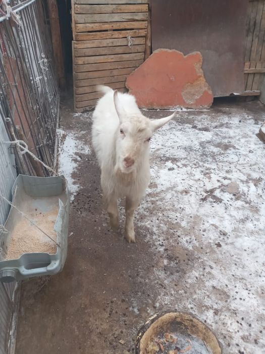 Текешiк сатылады