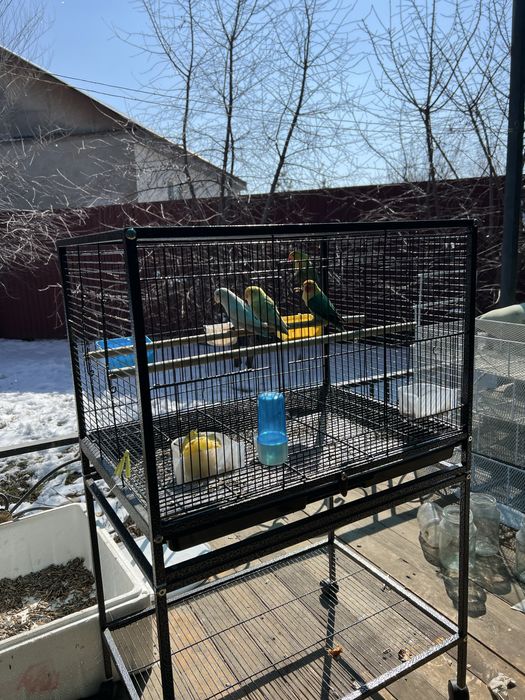 Жақында жұмыртқалайды екеуіде