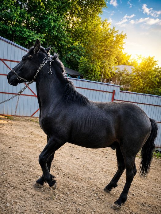 Harmasar tânăr sanatos