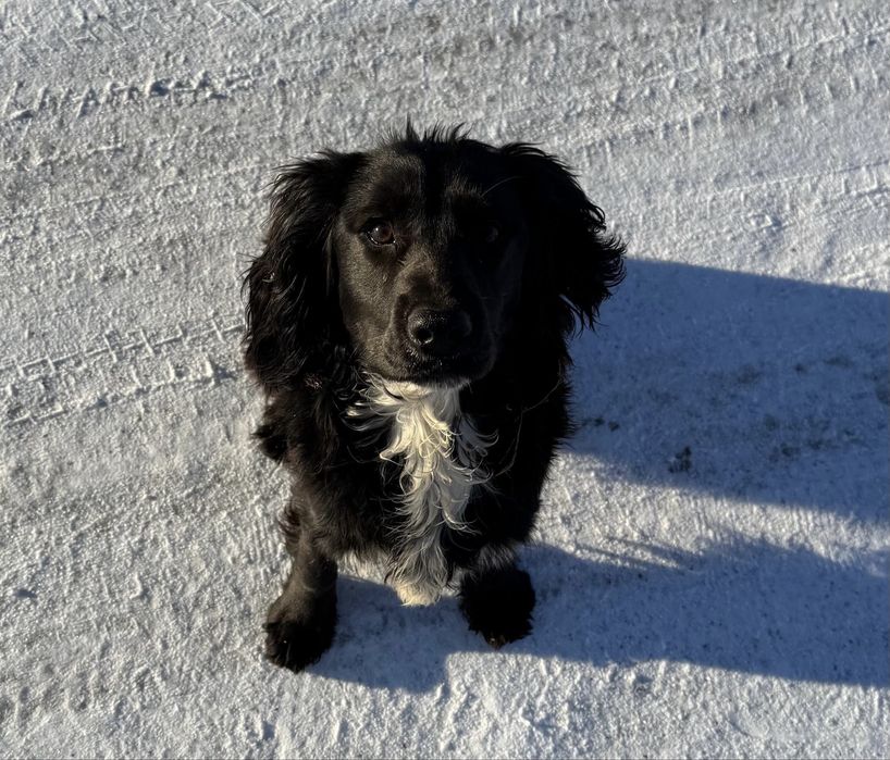 пропал спаниель по кличке Рэм