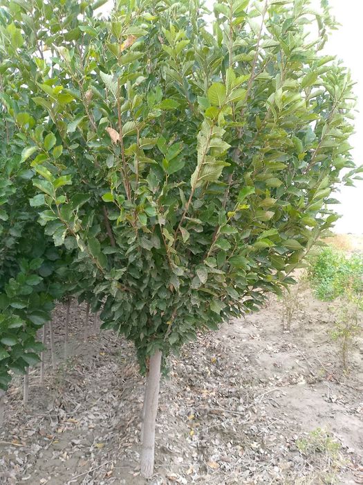 Chinni gujum SOTILADI