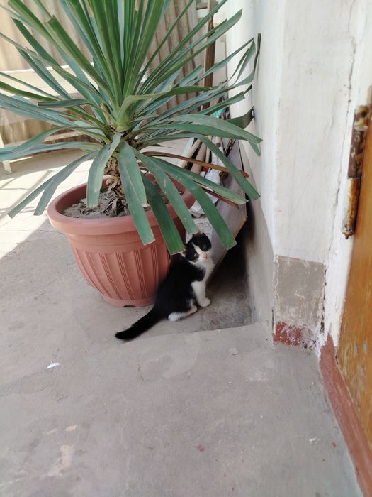 Отдадим котят в хорошие руки.