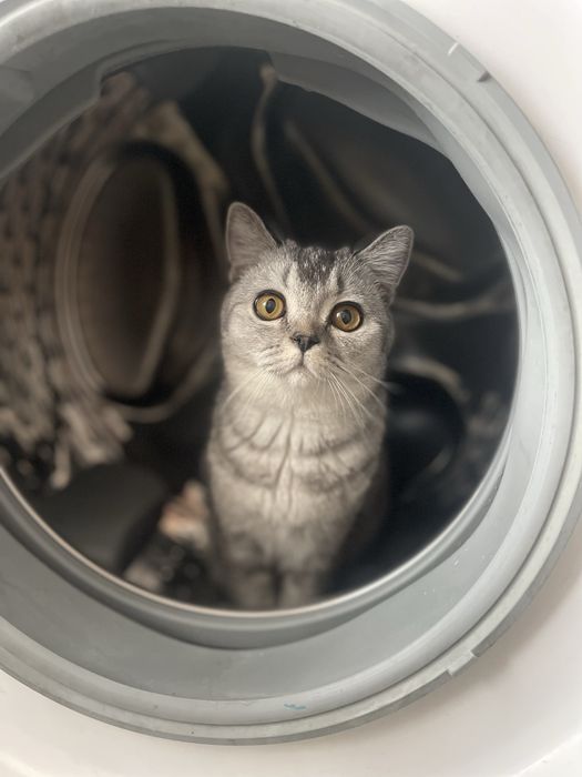 ВЯЗКА, Британская шиншилла