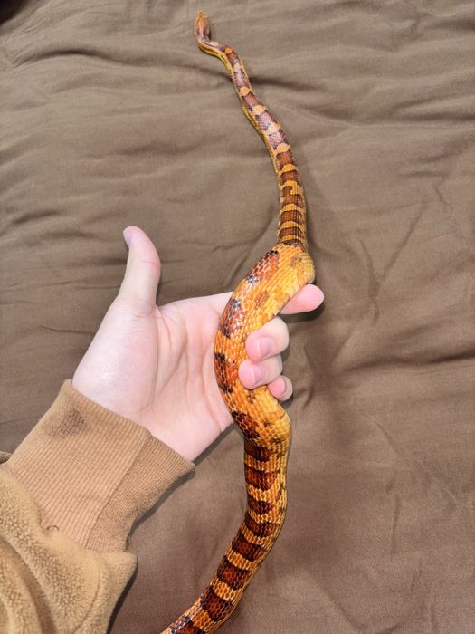 Взрослый Маис В Продаже!!!