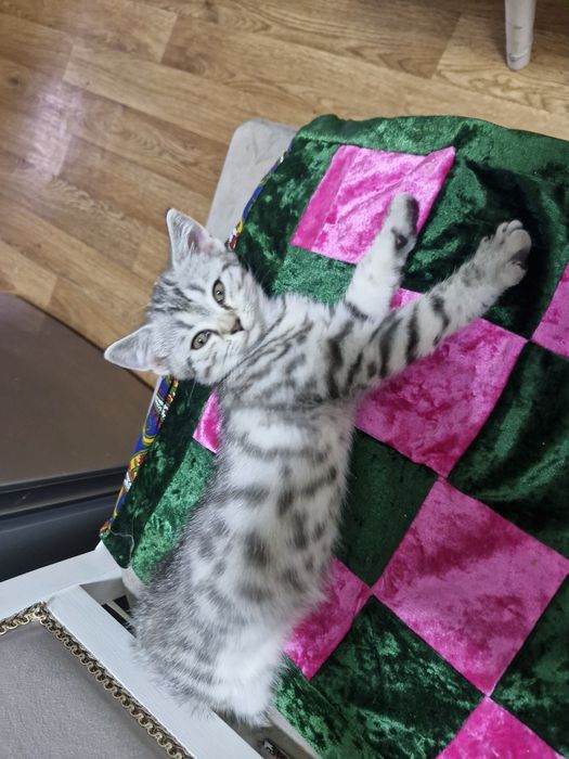 Мальчик скоттиш страйт
