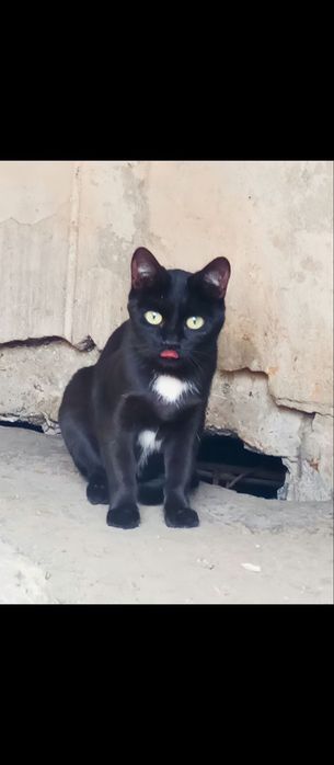 Отдаётся черная кошечка