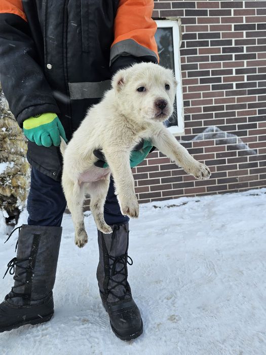 Тобет күшік щенки Тобет