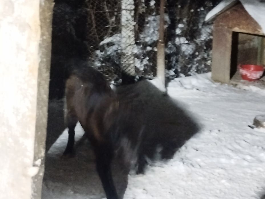 Ciobanesc Romanesc Corb