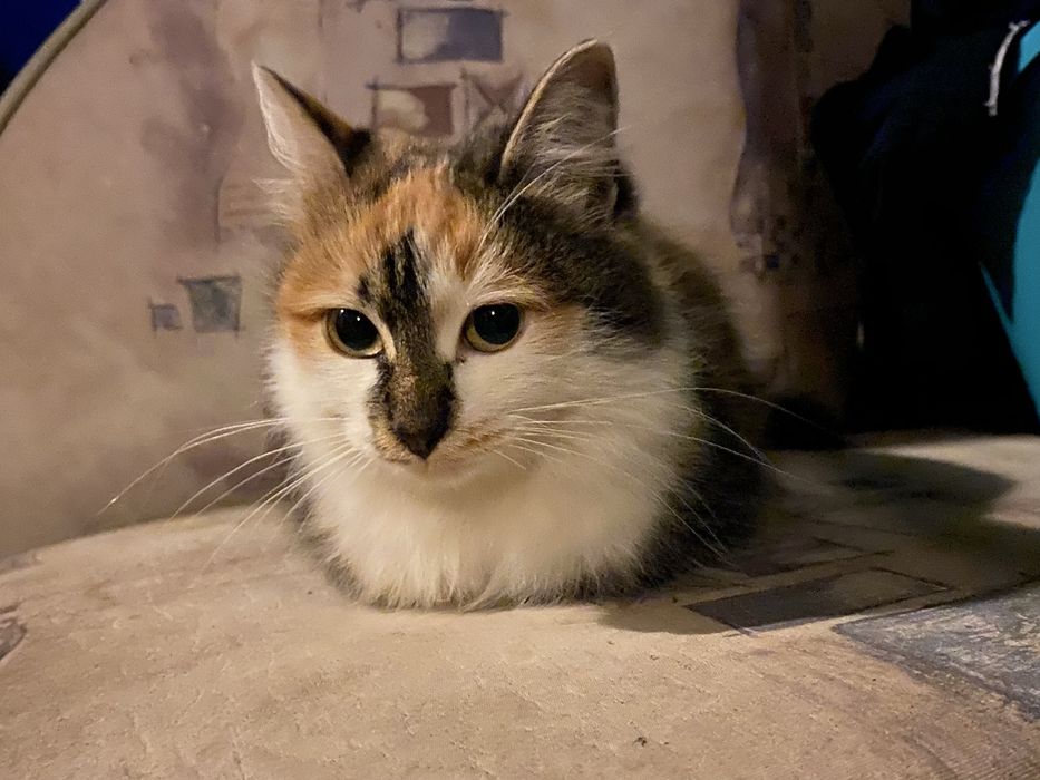 Отдам в добрые руки