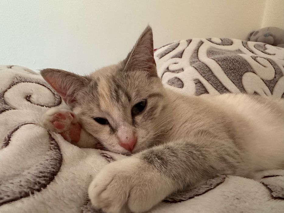 Отдам кошку в хорошие руки