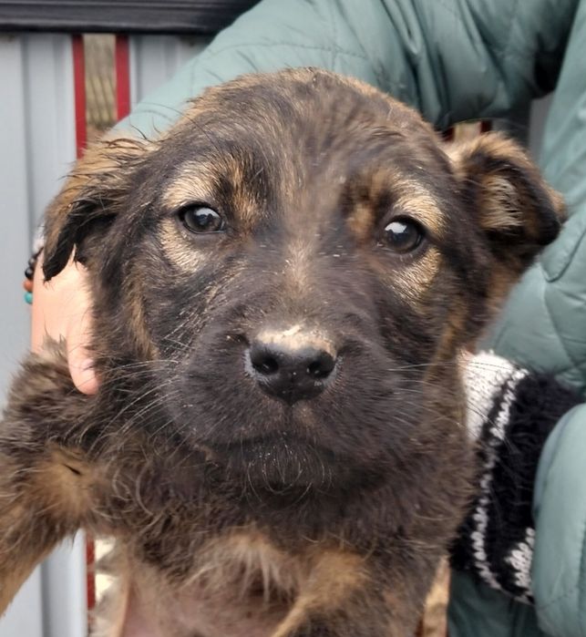 Donez cățeluș, 2 luni