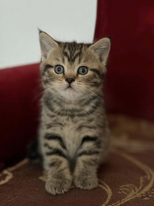 Британские котята