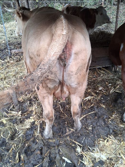 Vacă bălțata românească