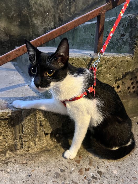 Подарявам женско коте