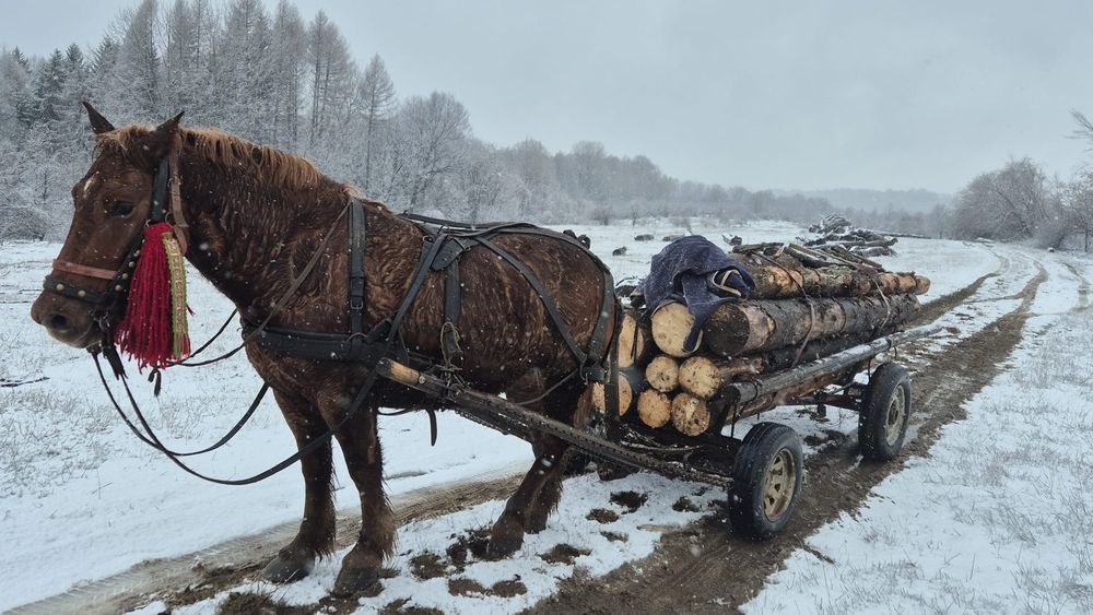 Vând iapa vasta 3 ani jumătate.