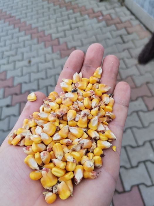 Vand porumb boabe productie 2025