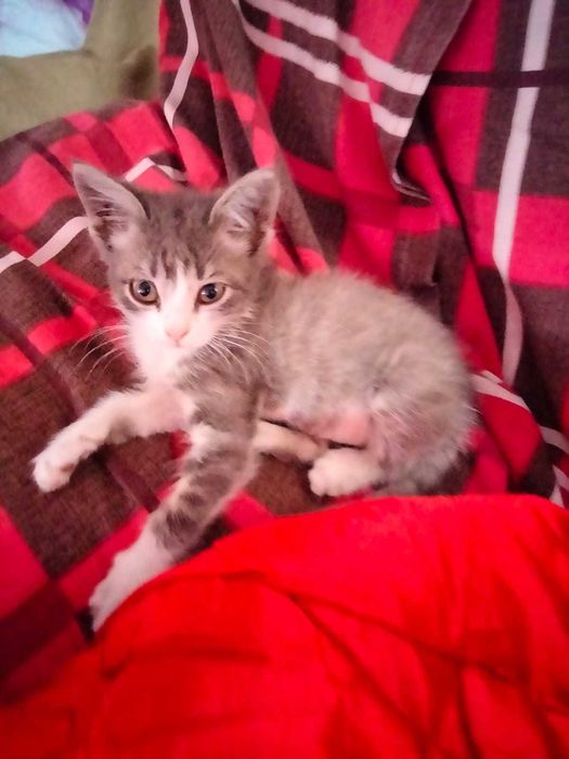 отдам в добрые руки котенка девочку
