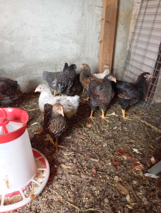 Vând 3 puicute Wiandote de 6 luni.