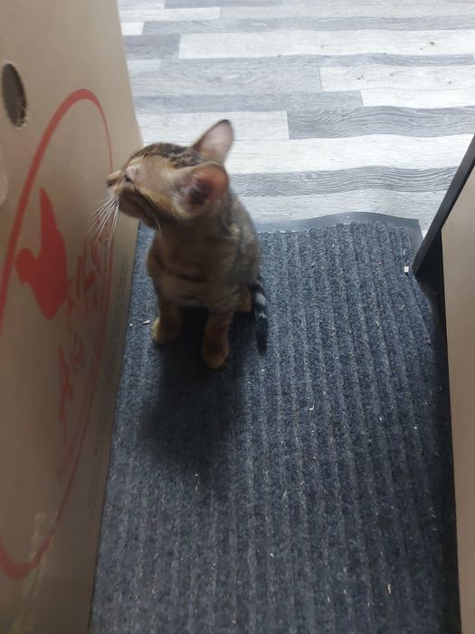 Котёнок бенгальский девочка