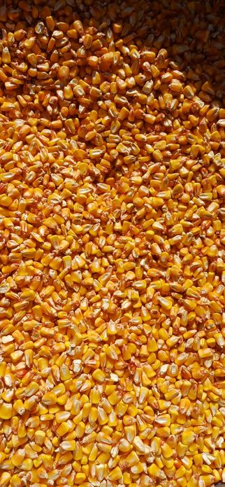 vand porumb.grau ,tarață,malai furajer,mazare,orz,floarea