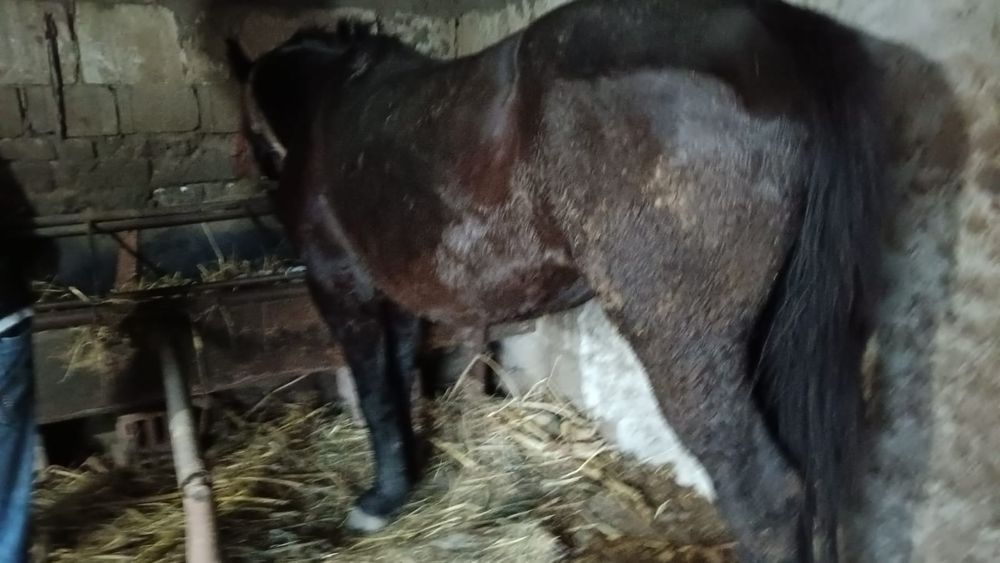 Mânză 7 luni din părinți mari