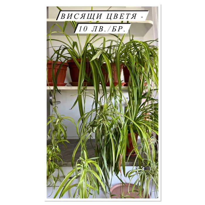 Цветя - Филодендрон, Юка, Бенджамин и други