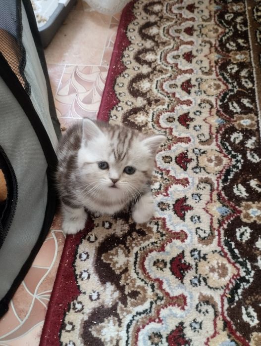Британскиие котята