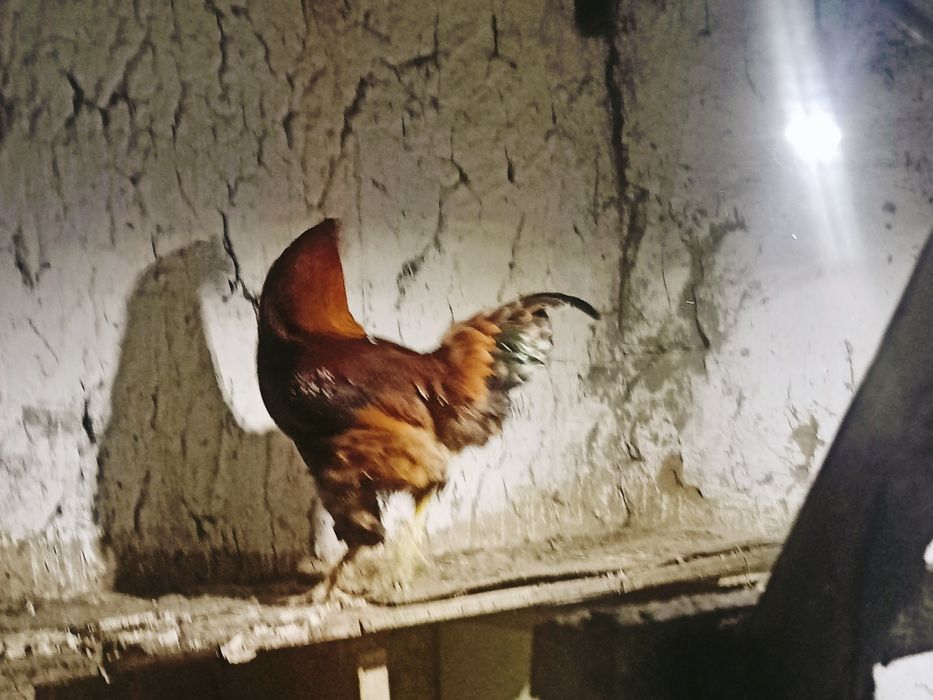 Жас қораз сатылады Арзан бағаға беремін