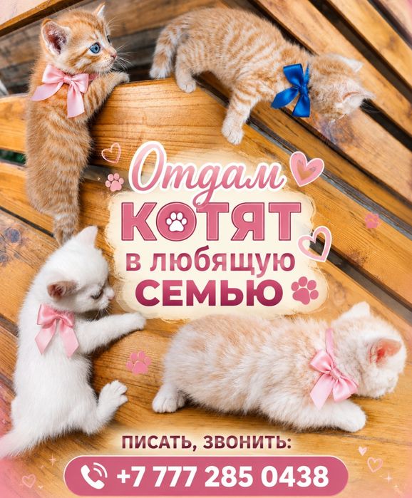 Сибирские котята