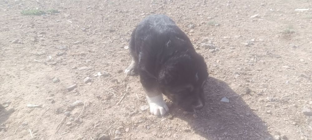 Продаются щенки алабай