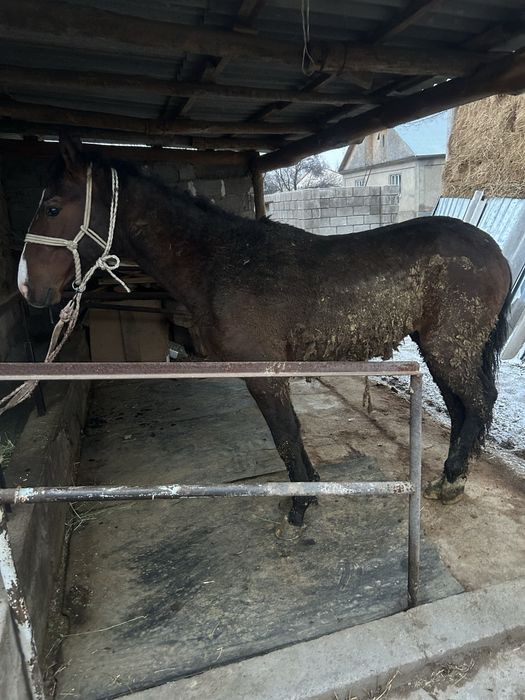 Кунан шыкпа сатылады