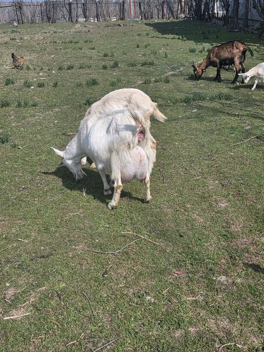 Vand 4 capre Saneen cu iezi si un Tap Anglonubian