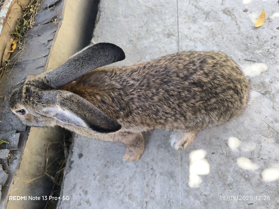 Flandr quyon bolalari sotiladi