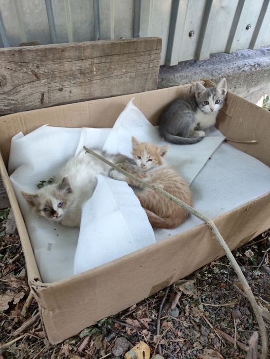 Котята от крысыловки.