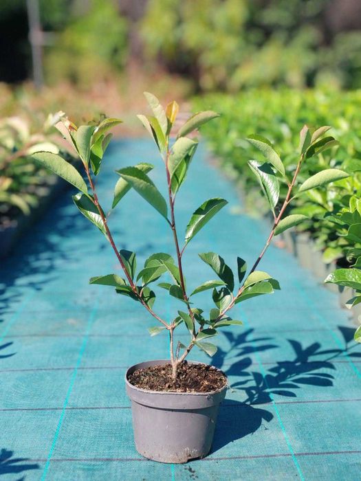 Фотиния " Червен робин" (Photinia x fraseri Red Robin)