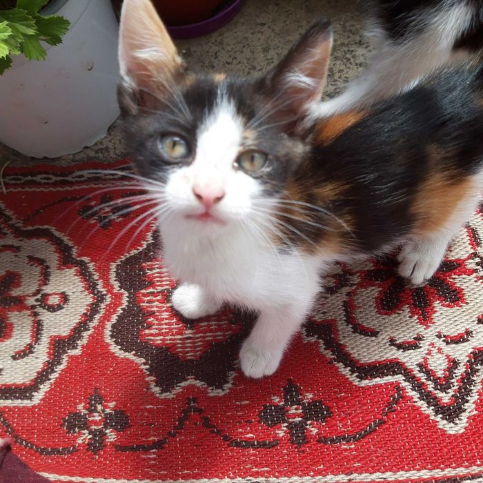 Подарявам котенца