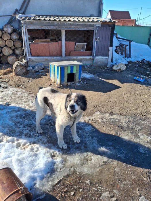 Отдам даром сабаку