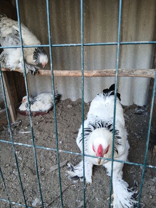 Brama tovuq bilan xoroz sotiladi