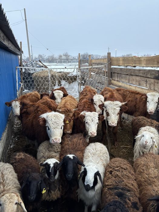 Продам хороших бычков