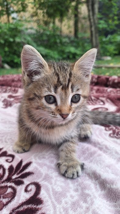 Котёнок/ котята отдам
