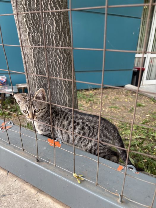Бангаранга - коте на 3 месеца търси дом или приемна грижа