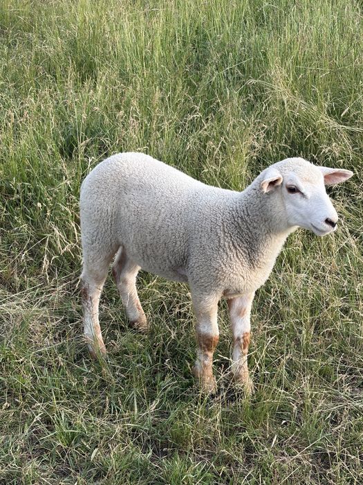 Oi/miei metis texel